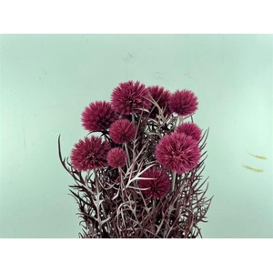 Pres Echinops 10pc Dark Pink Bunch