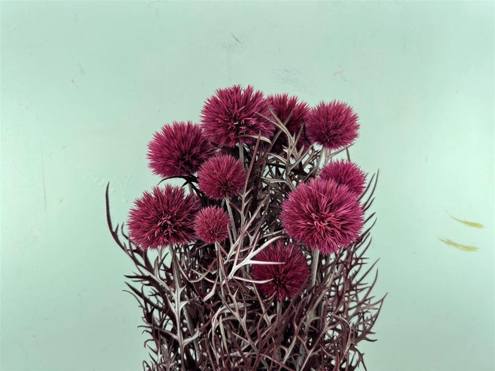 <h4>Pres Echinops 10pc Dark Pink Bunch</h4>