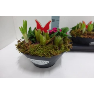 Arr Tuinplanten zwarte schaal