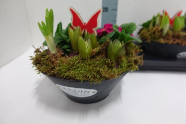 Arr Tuinplanten zwarte schaal