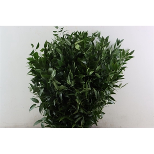 Ruscus Medium 200gr P Bunch