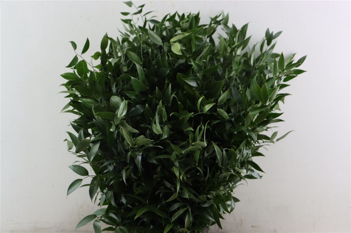 <h4>Ruscus Medium 200gr P Bunch</h4>