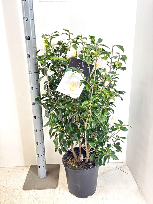 <h4>CAME JAPONICA</h4>