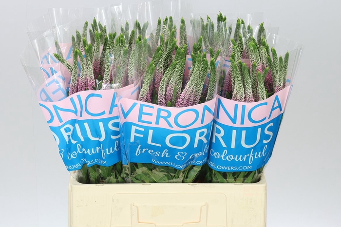 <h4>Veronica Clea Roswhita</h4>