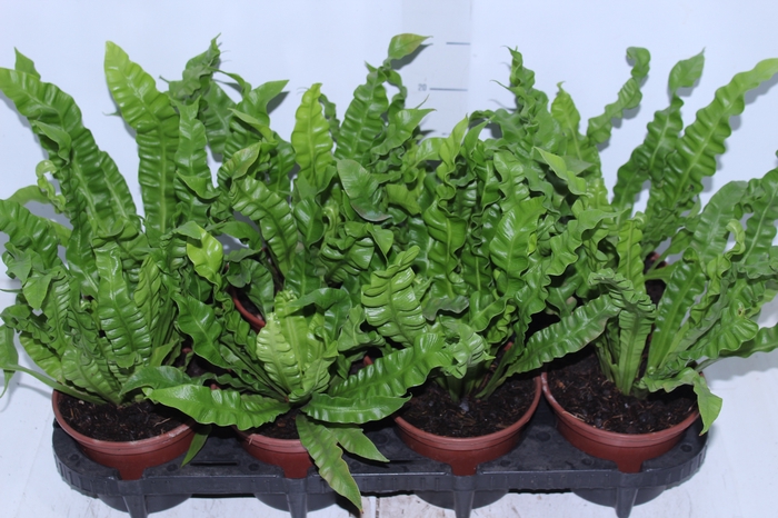 <h4>ASPLENIUM CRISPY WAVE P14</h4>