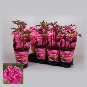 Paeonia 14CM C2 Roze Longlife