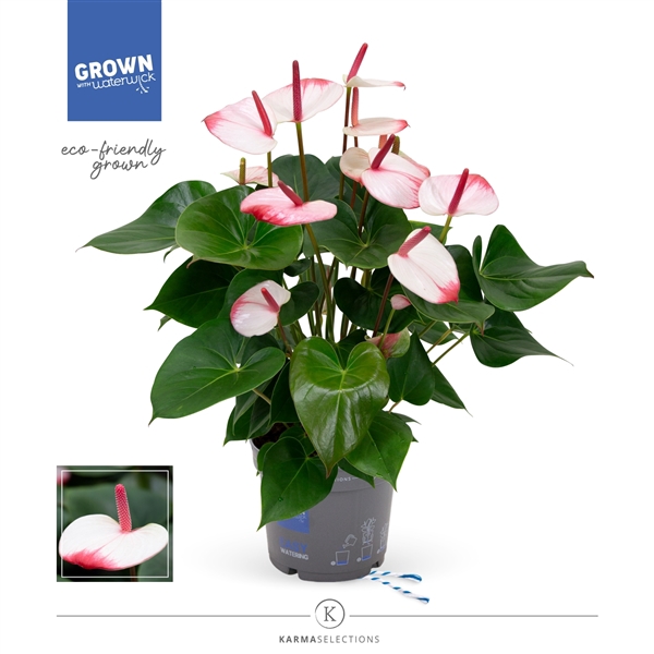 Anthurium - KARMA Hotlips | 17cm