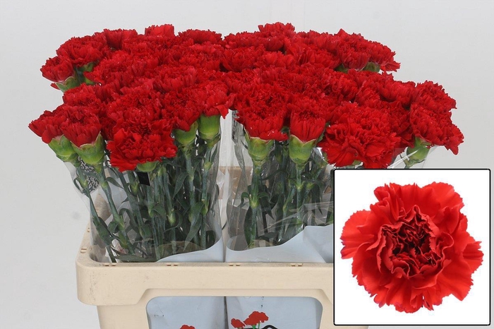 <h4>DI ST GENNARO</h4>