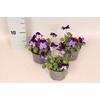 Viola cornuta F1 Denim jump up