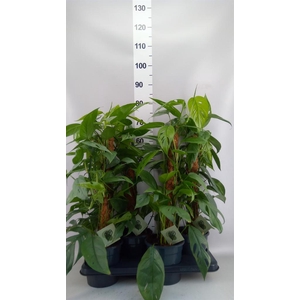 Epipremnum pinn. 'Cebu Blue'