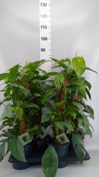 <h4>Epipremnum pinn. 'Cebu Blue'</h4>