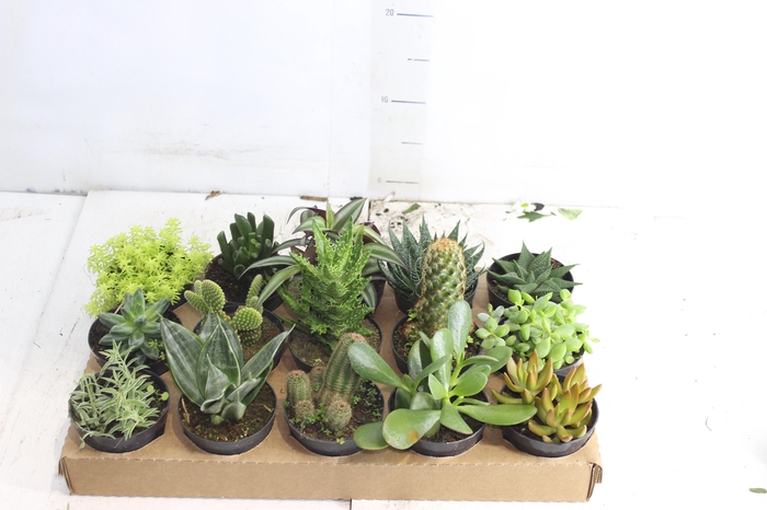 <h4>SUCULENTAS P09</h4>