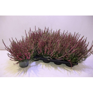 Callu Bl Sanne