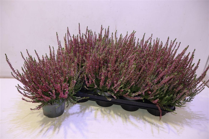 Callu Bl Sanne