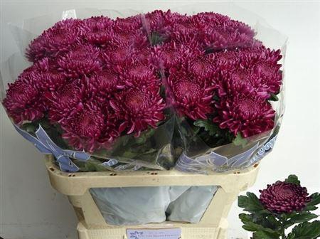 <h4>Chr G Bigoudi Purple</h4>