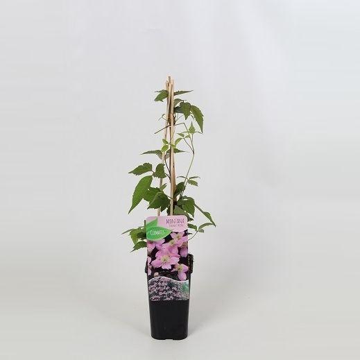 <h4>Clematis montana 'Fragrant Spring'</h4>