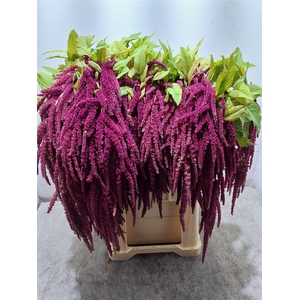 Amar Ca Red Cord