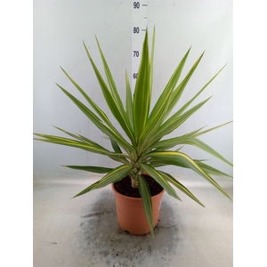 Yucca elephantipes 'Jewel'