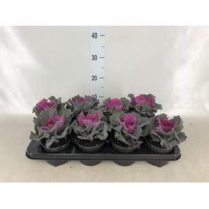 Brassica oler.