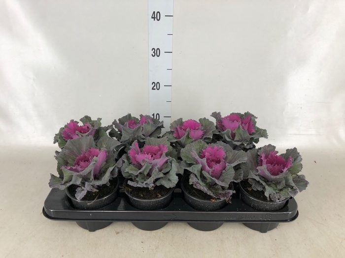 <h4>Brassica oler.</h4>