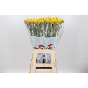 CRAS PAINTBALL GLOBE