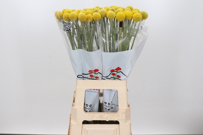 <h4>CRAS PAINTBALL GLOBE</h4>