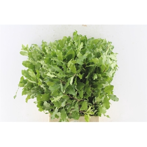 Pitto Tenuifolium Green 150 Gram