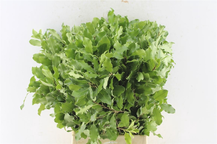 <h4>Pitto Tenuifolium Green 150 Gram</h4>