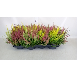 Calluna vulg. 'Garden G Trio'