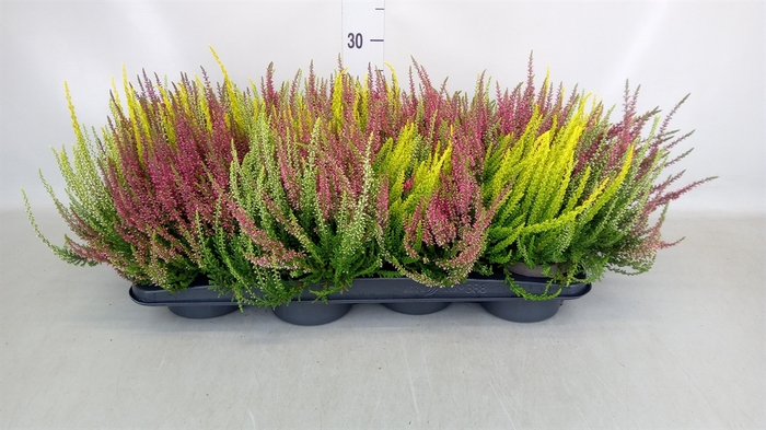 <h4>Calluna vulg. 'Garden G Trio'</h4>