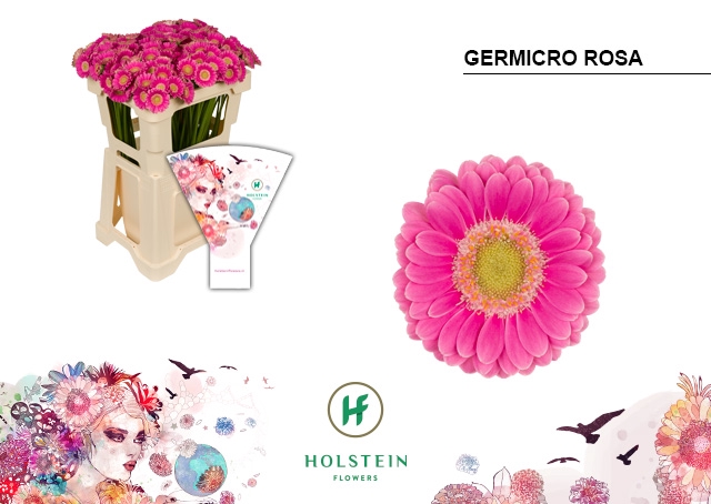 <h4>GE NA hoes GerMicro Rosa</h4>
