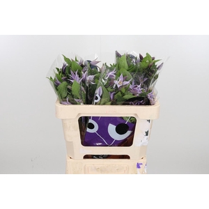 Clem Star River Lavendel