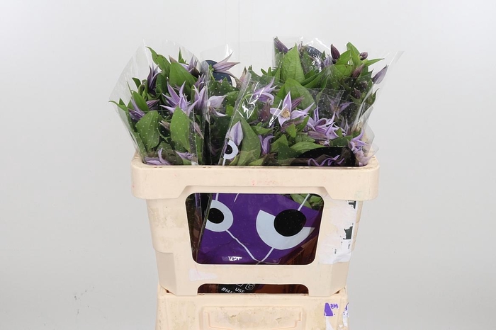 <h4>Clem Star River Lavendel</h4>