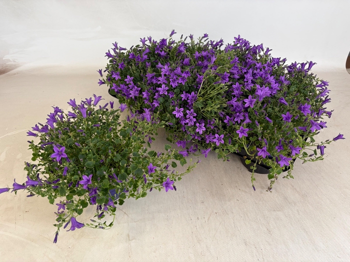 <h4>CAMP POR GEM 3 KL</h4>