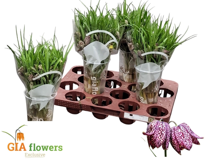 <h4>FRIT MELEAGRIS</h4>