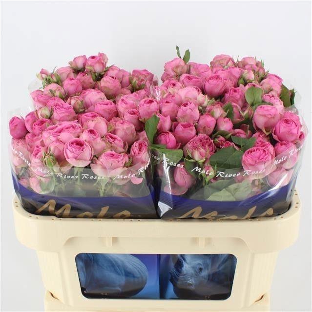 <h4>R TR GISELLE!</h4>