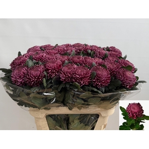 CHR G BIGOUDI PURPLE