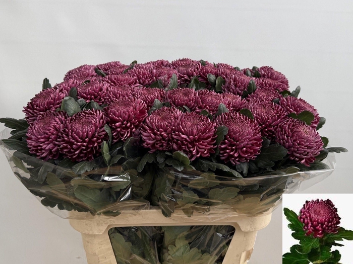 <h4>CHR G BIGOUDI PURPLE</h4>