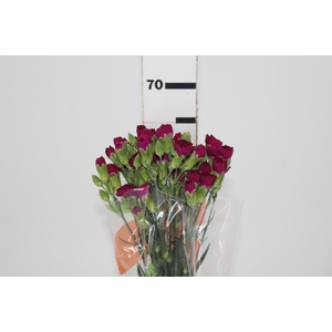 CRAVO SPRAY VEGA 060 CM