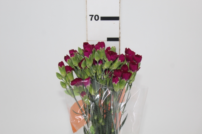 <h4>CRAVO SPRAY VEGA 060 CM</h4>