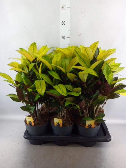 <h4>Codiaeum var. KL 'Mrs Iceton'</h4>