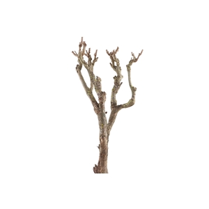 Syringa Branch Extra Donatoni