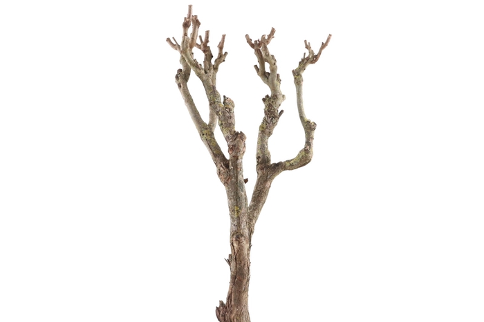 <h4>Syringa Branch Extra Donatoni</h4>