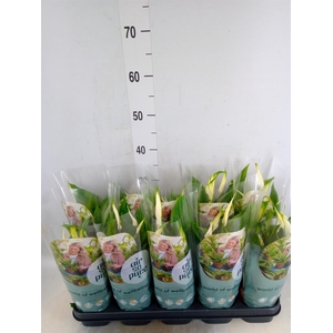 Spathiphyllum  'Bellini'