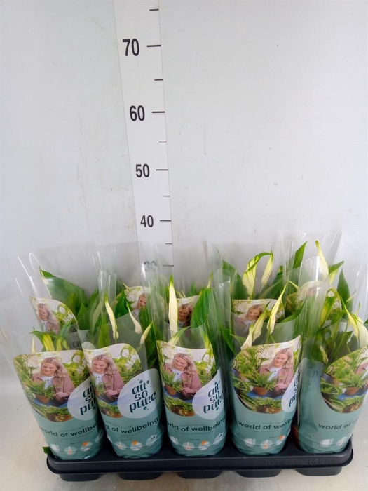 <h4>Spathiphyllum  'Bellini'</h4>