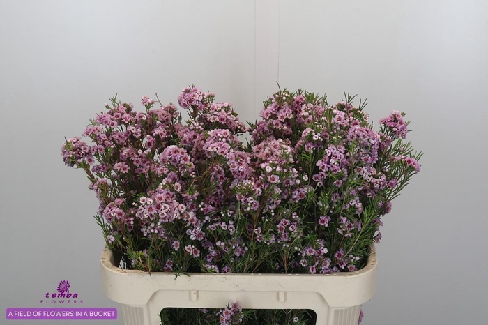 <h4>CHAME GISELLE</h4>