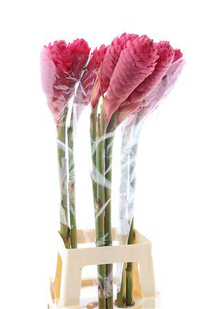 <h4>Alpinia purpurata</h4>