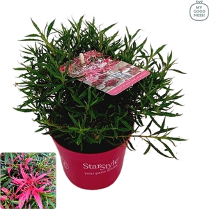 Azalea 25/P10,5 'Star Style® Pink'