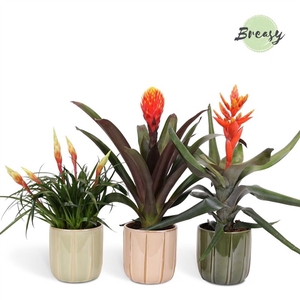 Bromelia Royal Nature - 13cm in Peru | Mimesis