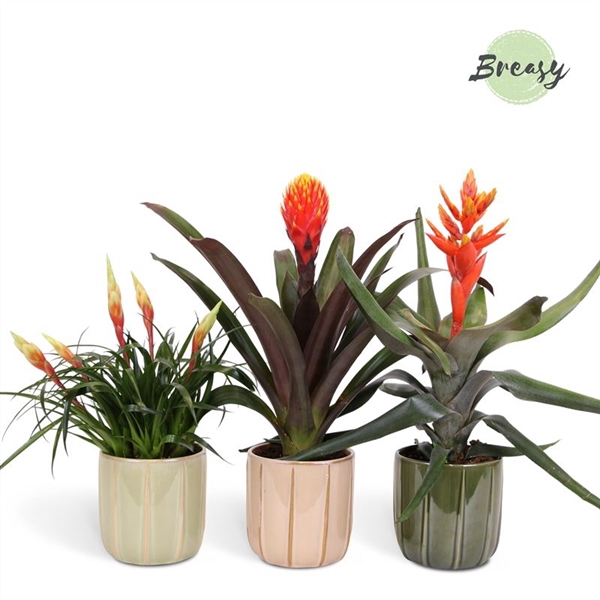 <h4>Bromelia Royal Nature - 13cm in Peru | Mimesis</h4>